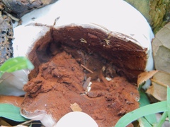 Ganoderma