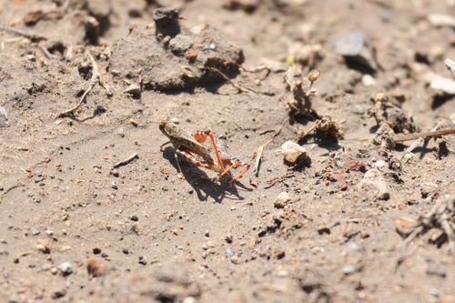 Calliptamus abbreviatus