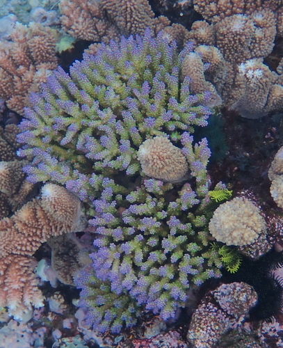 Acropora valida observed 2025-07-17