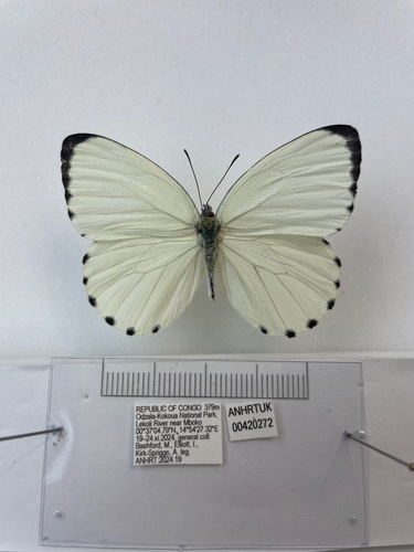 Dixeia capricornus