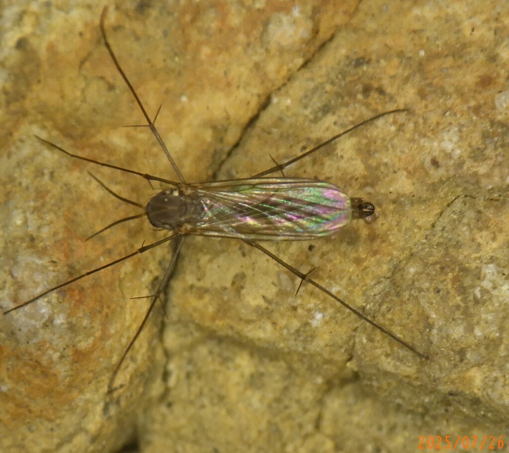 Tarnania nemoralis