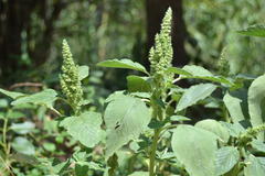 Amaranthus retroflexus