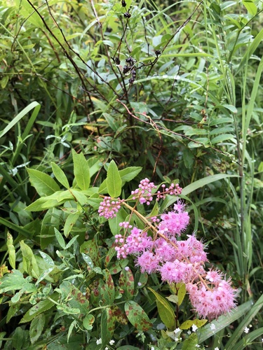 Spiraea salicifolia