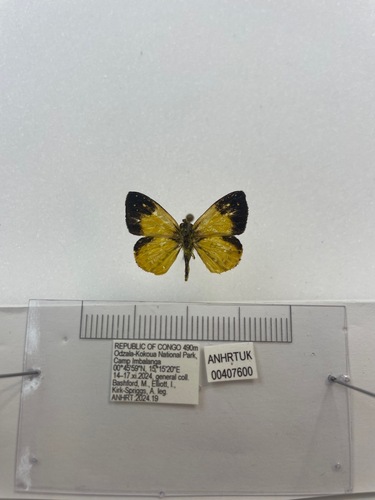 Ceratrichia flava