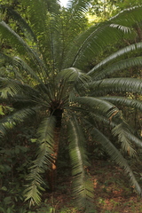 Cycas inermis