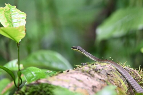 Northern Tree Snake sighting