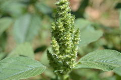 Amaranthus retroflexus