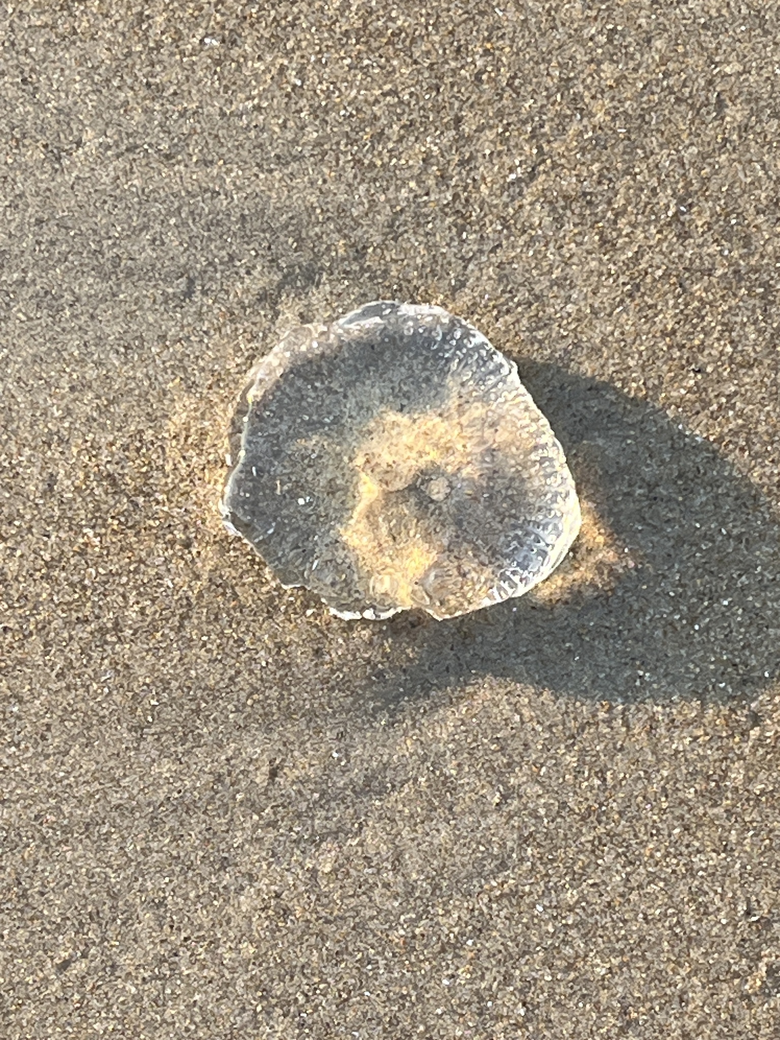 Rhacostoma atlanticum L.Agassiz, 1851