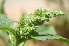 Amaranthus retroflexus