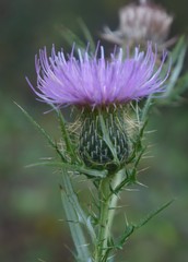 Cirsium pumilum