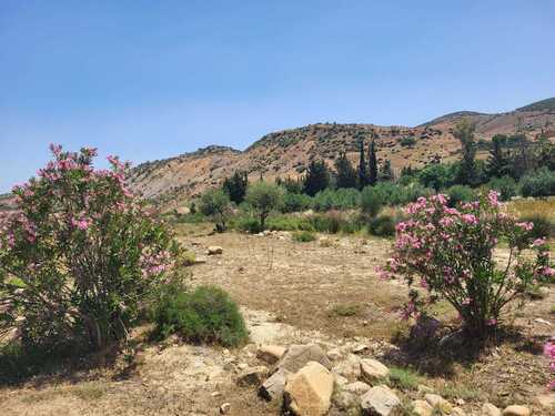 oleander