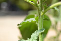 Amaranthus retroflexus
