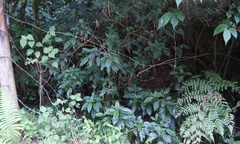 Miconia oligotricha
