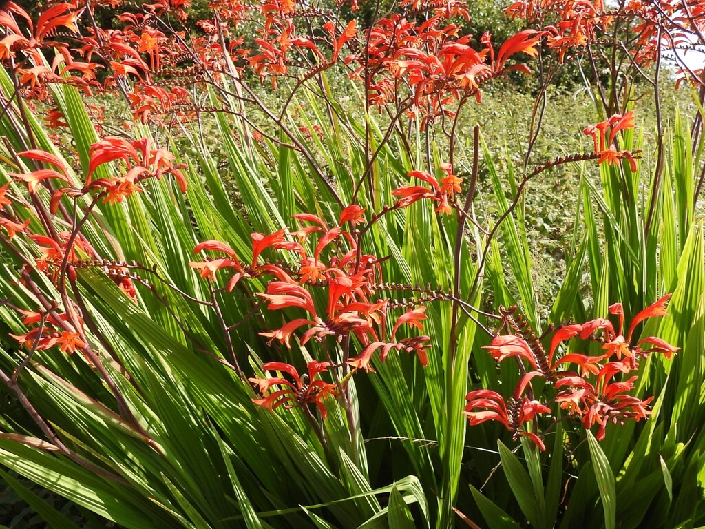 Zigzag Montbretia