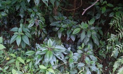 Miconia oligotricha