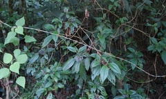Miconia oligotricha