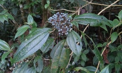 Miconia oligotricha