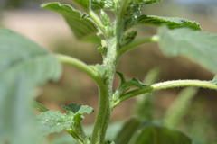 Amaranthus retroflexus