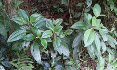 Miconia oligotricha