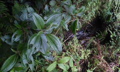 Miconia oligotricha