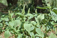 Amaranthus retroflexus