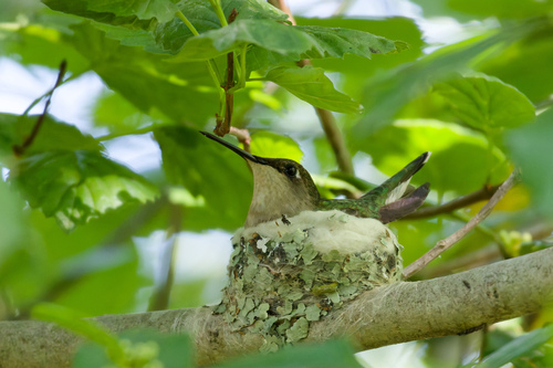 Ruby-throated Hummingbird photographed in New York