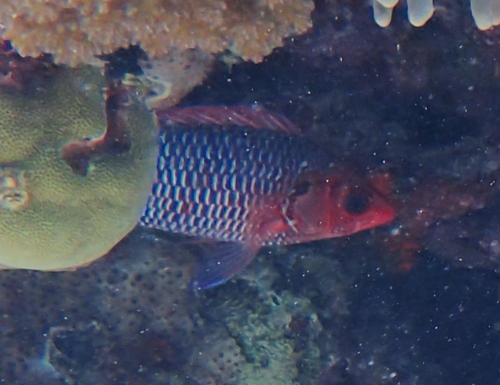 Sargocentron violaceum observed 2025-07-17