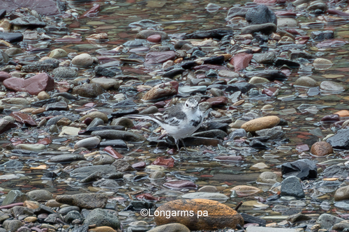 White Wagtail