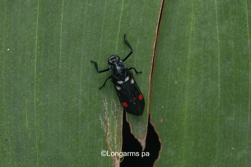 Sugarcane Spittlebug