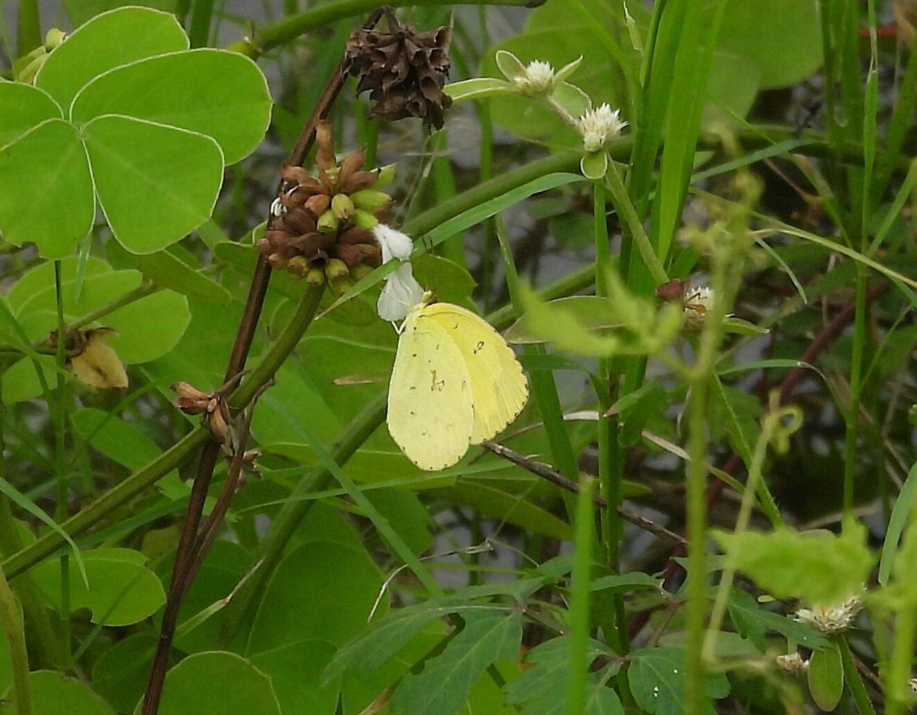 Common Grass Yellow