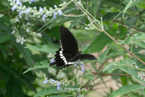 Common Mormon Swallowtail