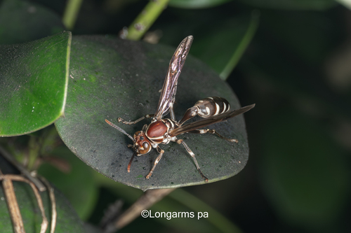 Parapolybia nodosa