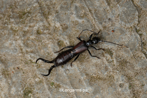 Cordax armatus