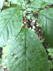 Prunus avium