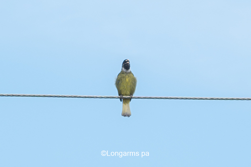 Collared Finchbill