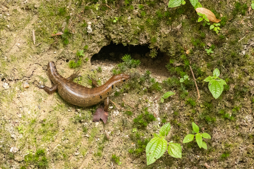 Blotched Forest Skink, Sphenomorphus praesignis