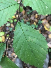 Ulmus minor
