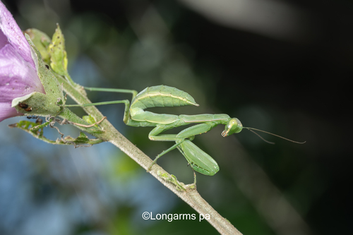 Giant Asian Mantis