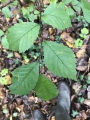 Ulmus minor