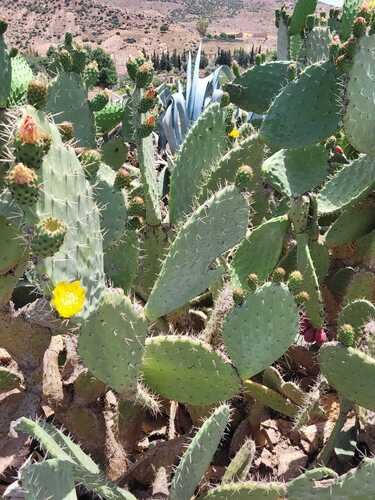 Indian fig opuntia
