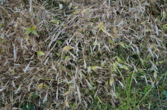 Microstegium vimineum