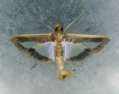 Diaphania infimalis