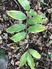 Polygonatum multiflorum