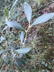 Salix alba