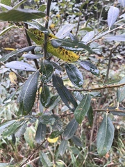 Salix alba