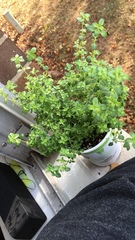 Thymus × citriodorus