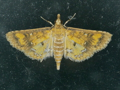 Niphograpta albiguttalis