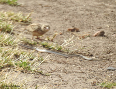 Psammophis punctulatus