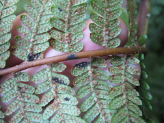 Cyathea colensoi