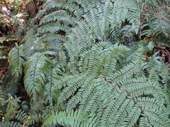 Cyathea colensoi